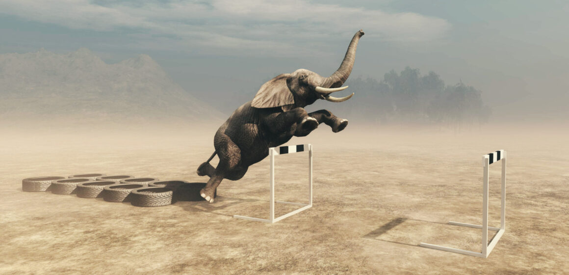 Elephant in front of training tires jumping hurdles